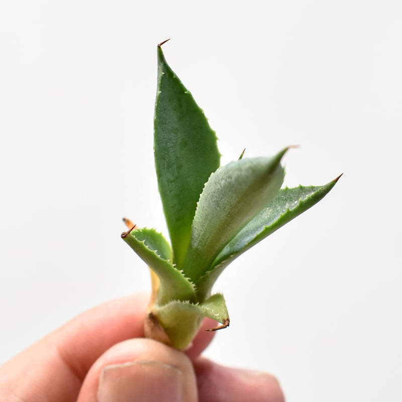 アガベ hybrid 屈原之舞扇×イシスメンシス/屈原x雷帝【台湾 dragon