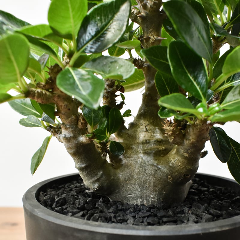 パキポディウム ウィンゾリー 