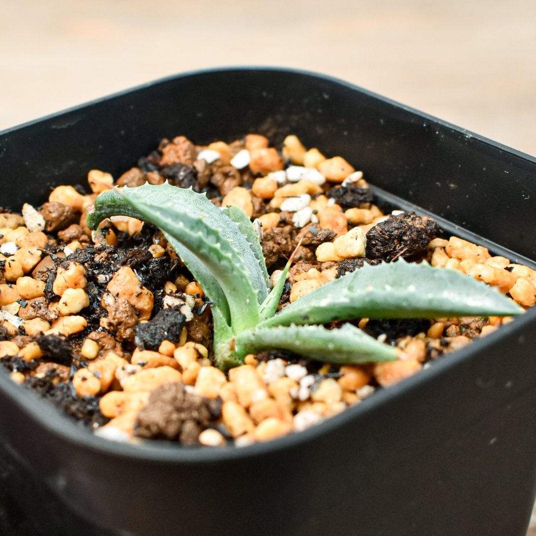 アガベ 特白肌怒雷神×血妖 子株 アガベ ハイブリット 