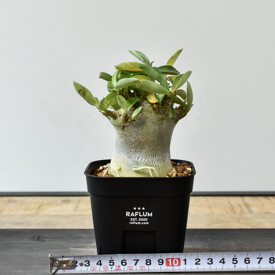 アデニウム アラビカム 