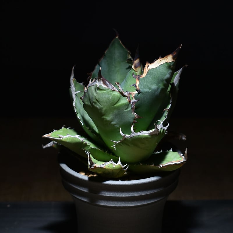 アガベ チタノタ ブラックファイヤー 