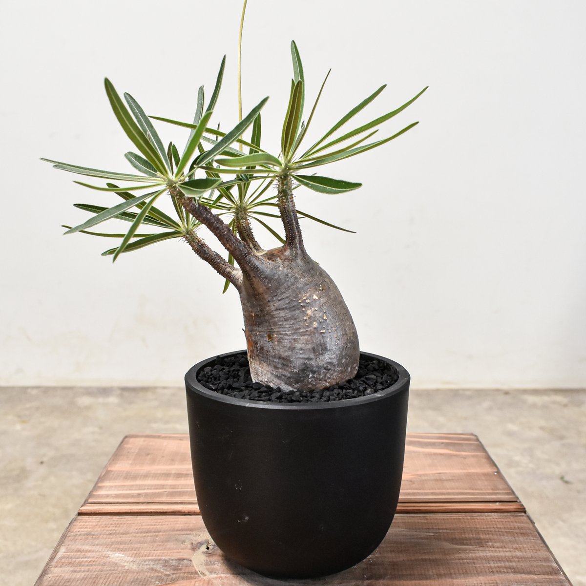 パキポディウム グラキリス 【現地球/発根済み】HK2401954 | RAFLUM