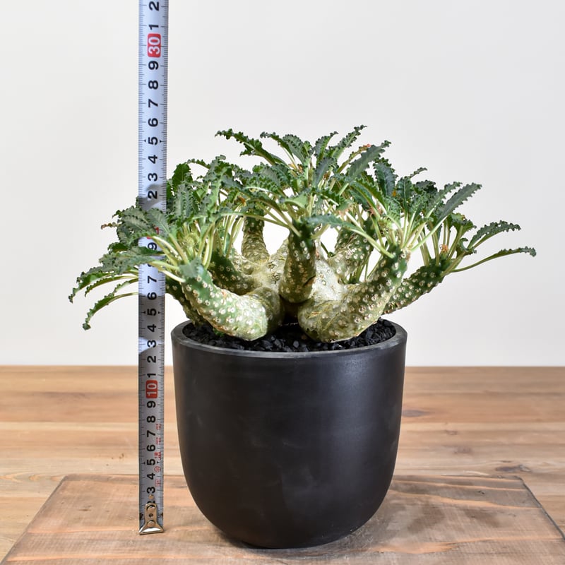 大株 ドルステニア ラブラニー 発根済み ドルステニア ラブラニー L【発根済み】GM2401762(T) | RAFLUM