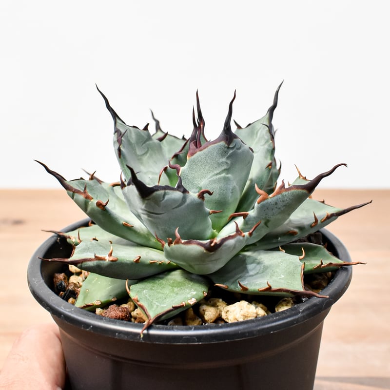 アガベ 妖炎×ブラックアンドブルー エボリスピナハイブリッド 発根済 鉢込 速達 アガベ 妖炎×ブラックアンドブルー エボリスピナハイブリッド 発