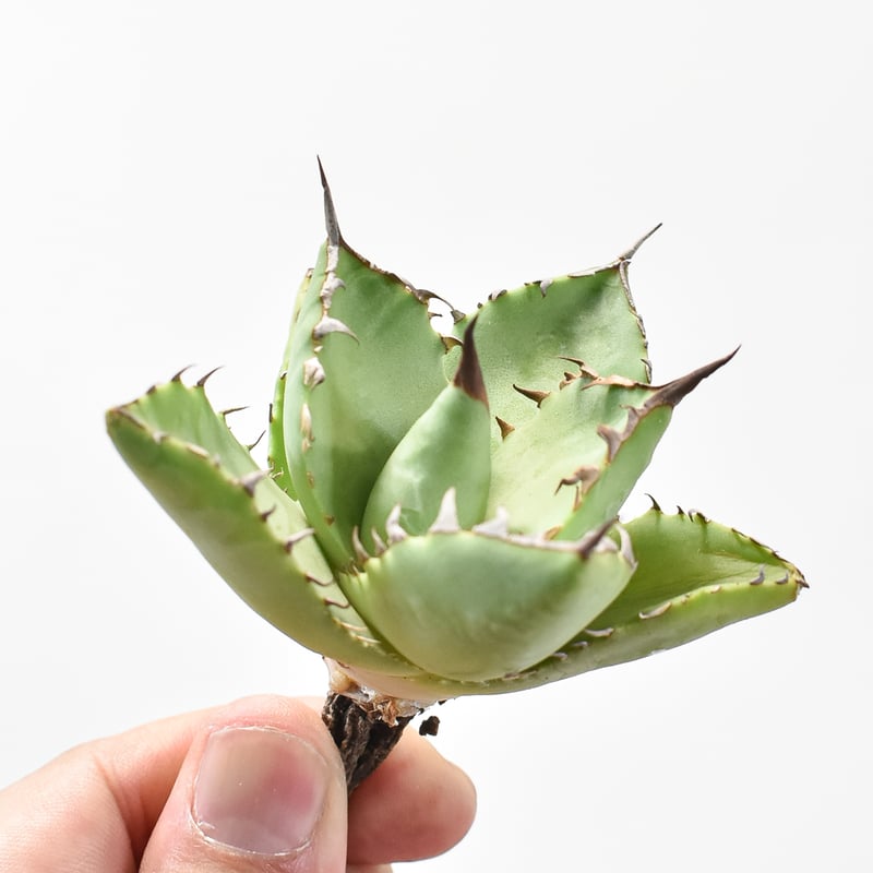 ニナページタヒチアンヘイポー　ウィング焦げ茶１点 アガベ Dennis hybrid 妖炎x鬼爪 【台湾DENNIS産/抜き苗/大株】A