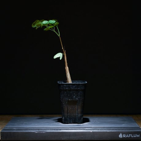 デロニクス プミラ（実生）RF22753