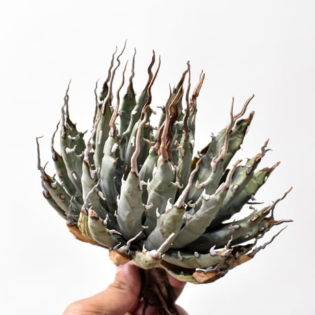 アガベユタエンシスエボリスピナ | STORES