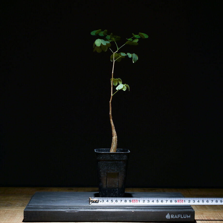 デロニクスプミラ Delonix pumila