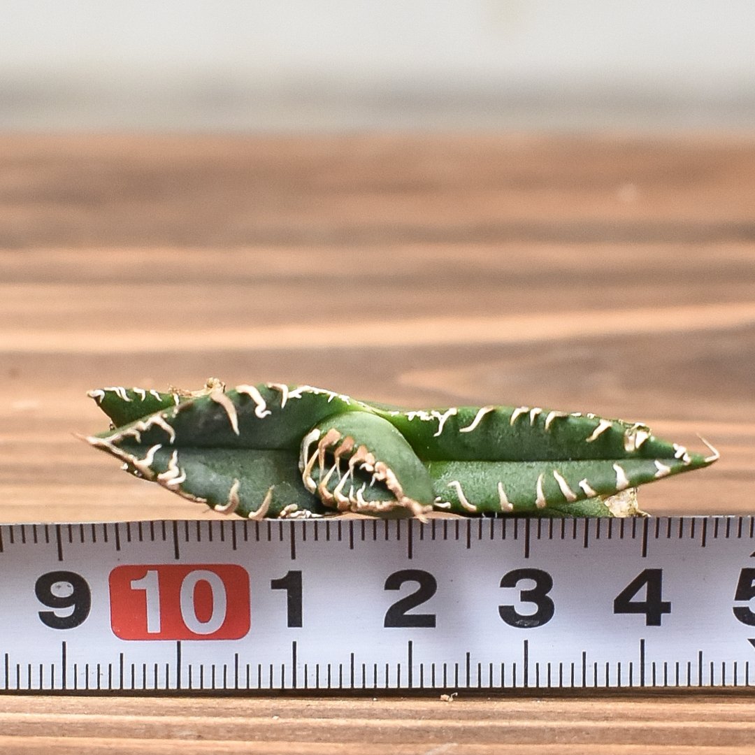 アガベ チタノタ 南アフリカダイヤモンド 