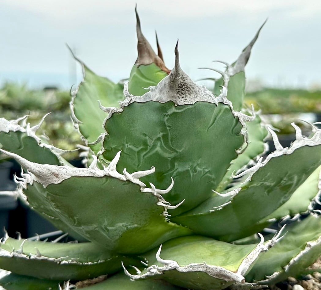 超希少台湾最高峰ナーセリーベルリン産アガベチタノタ⭐️朱雀
