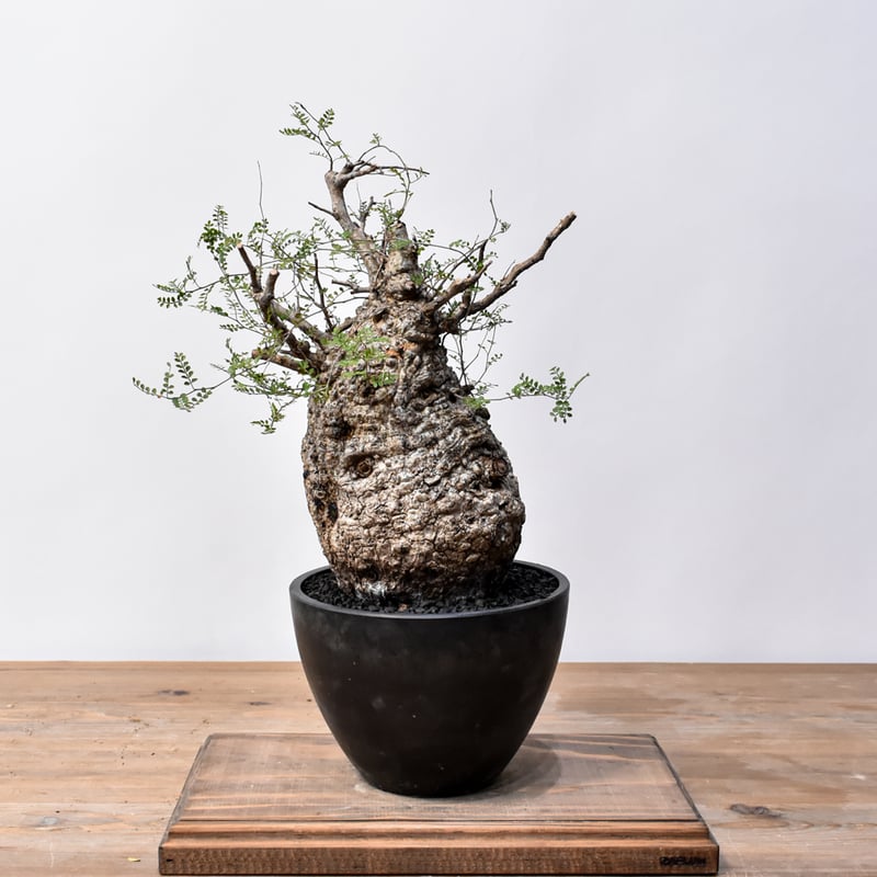 オペルクリカリア パキプス RFHK25011494 | RAFLUM / ラフラム｜東京