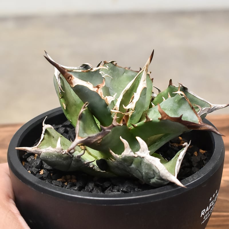 アガベ チタノタ アガベ チタノタ “阿修羅” “阿修羅丸” (発根済み