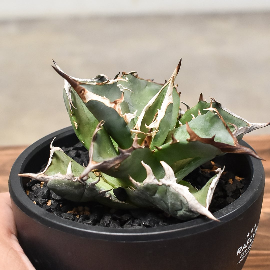 アガベ チタノタ アガベ チタノタ 海王 親株 agave titanota 100【厳選