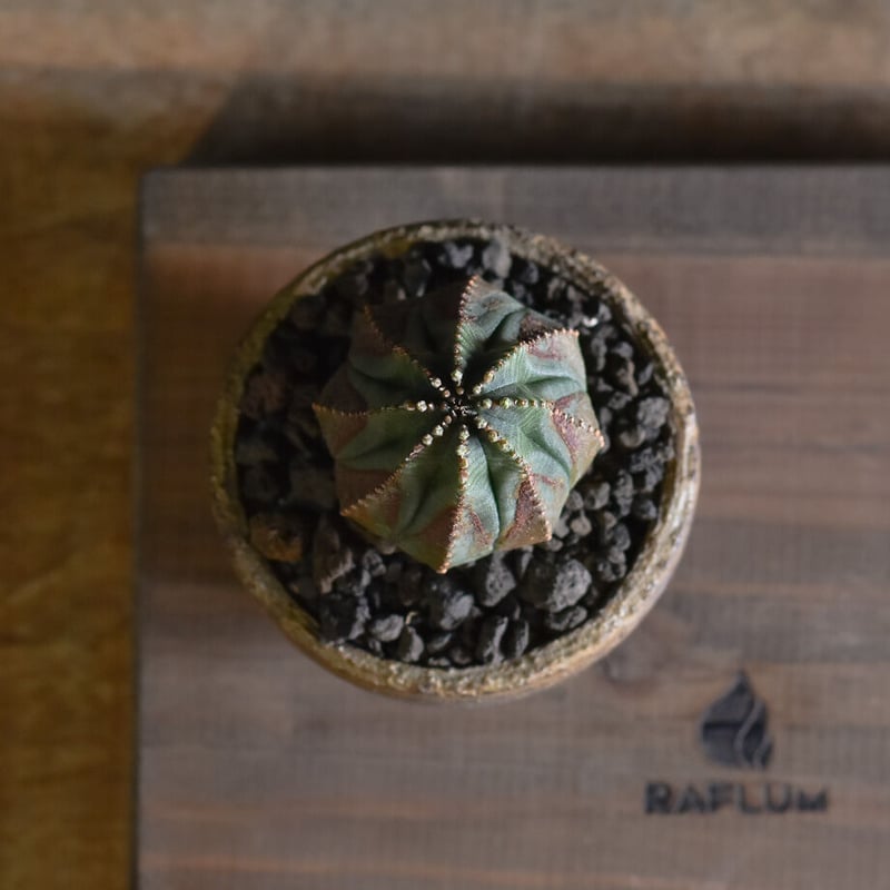 ユーフォルビア オベサ /オールド オベサ【根強い人気！！木質化