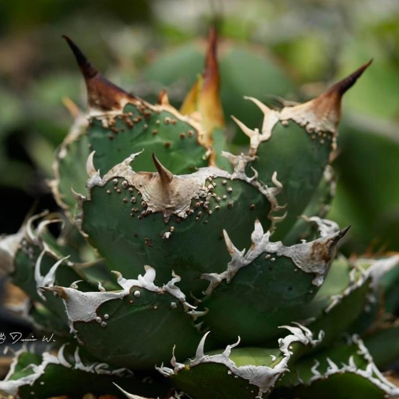 アガベ チタノタ DENNIS018 【台湾DENNIS産/抜き苗/子株】DN24028