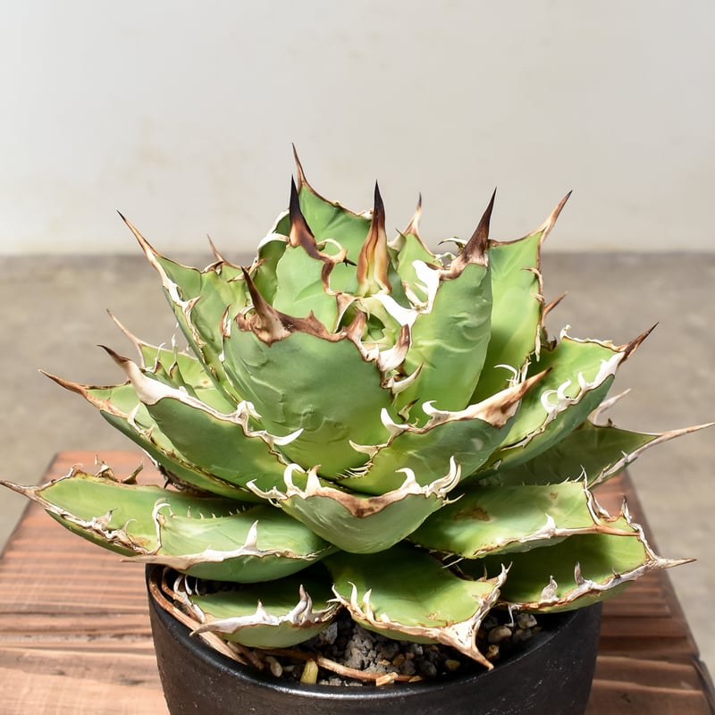 アガベ チタノタ バナナピール【発根済み】HK2400056 | RAFLUM