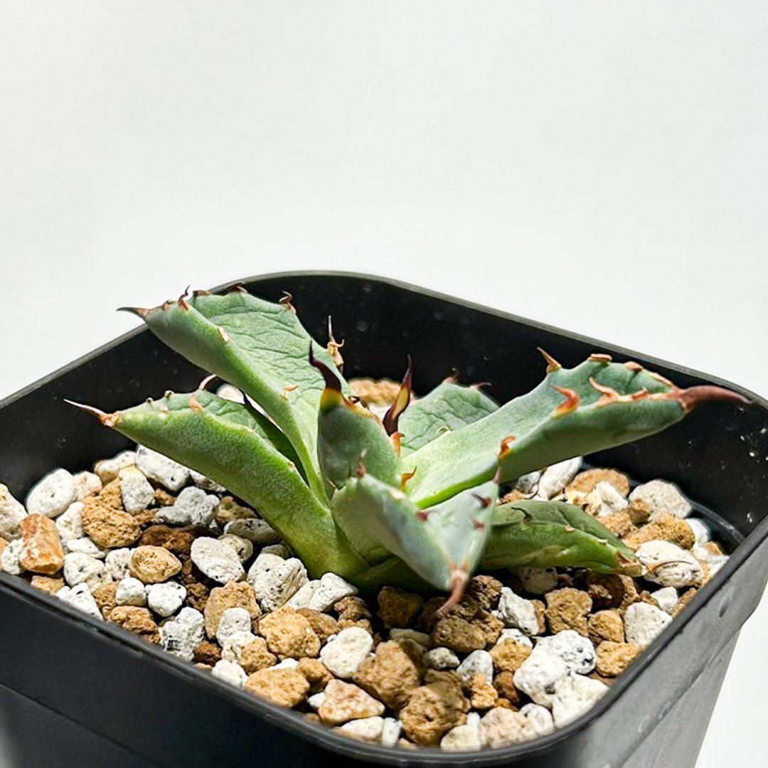 【発根済・4.5号サイズ】黒棘陽炎ハイクオリティ株！！エボリスピナ/鉢ごと発送 は*る様 【発根済・陽炎】誰もが羨むハイクオリティ株