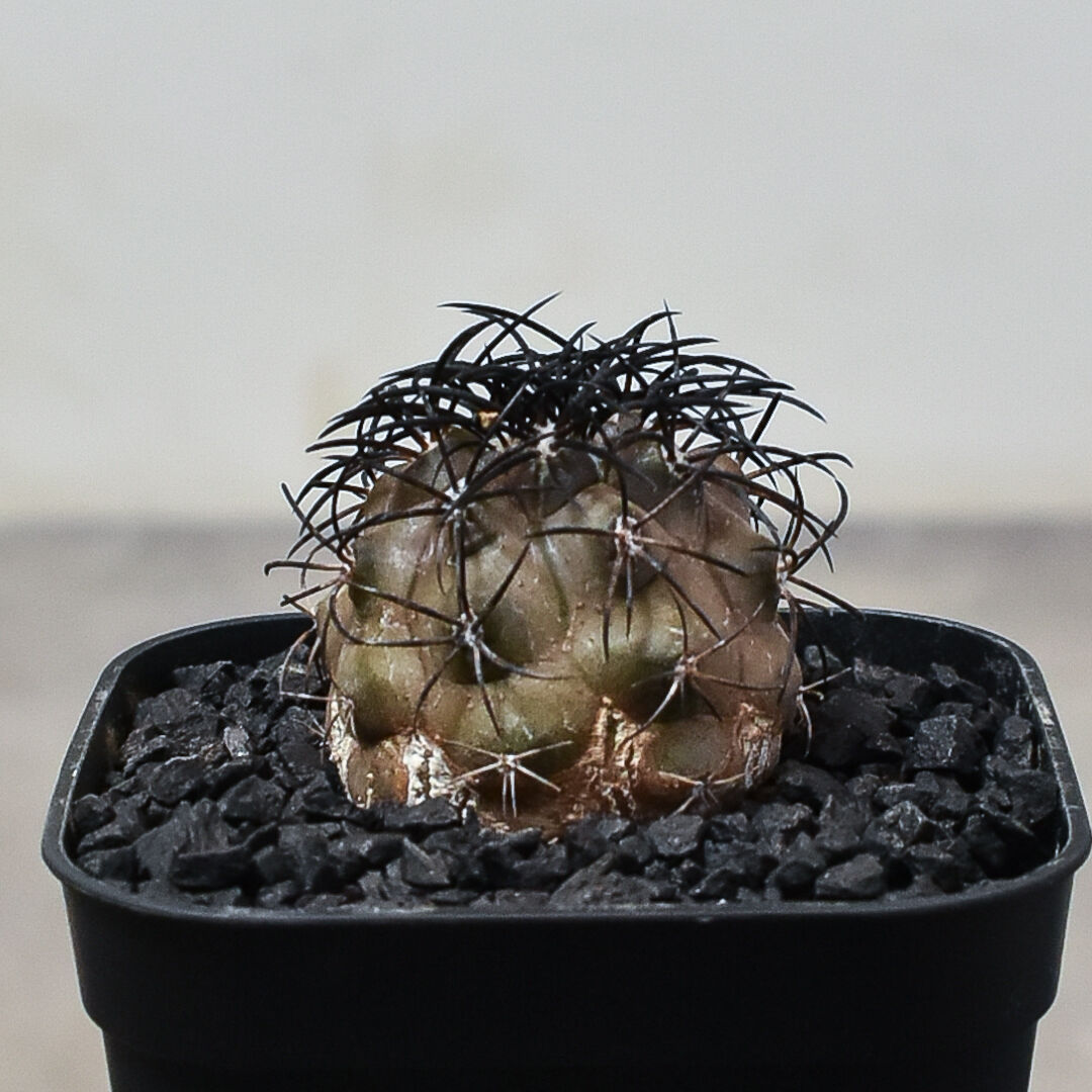 コピアポア グリセオビオラセア 