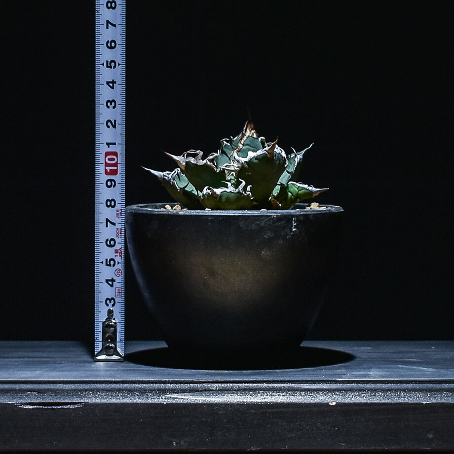 Ramat Planter #260× アガベ チタノタ シーザー Ramat Planter