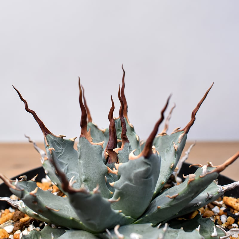 アガベ Dennis hybrid 妖炎X甲妖 /エボリスピナ×（イシスメンシス