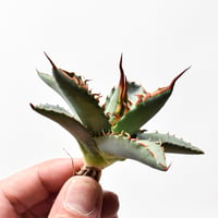 アガベ ハイブリット "チョコキス×象牙妖炎"【台湾botanical_seeker産】RF25012108