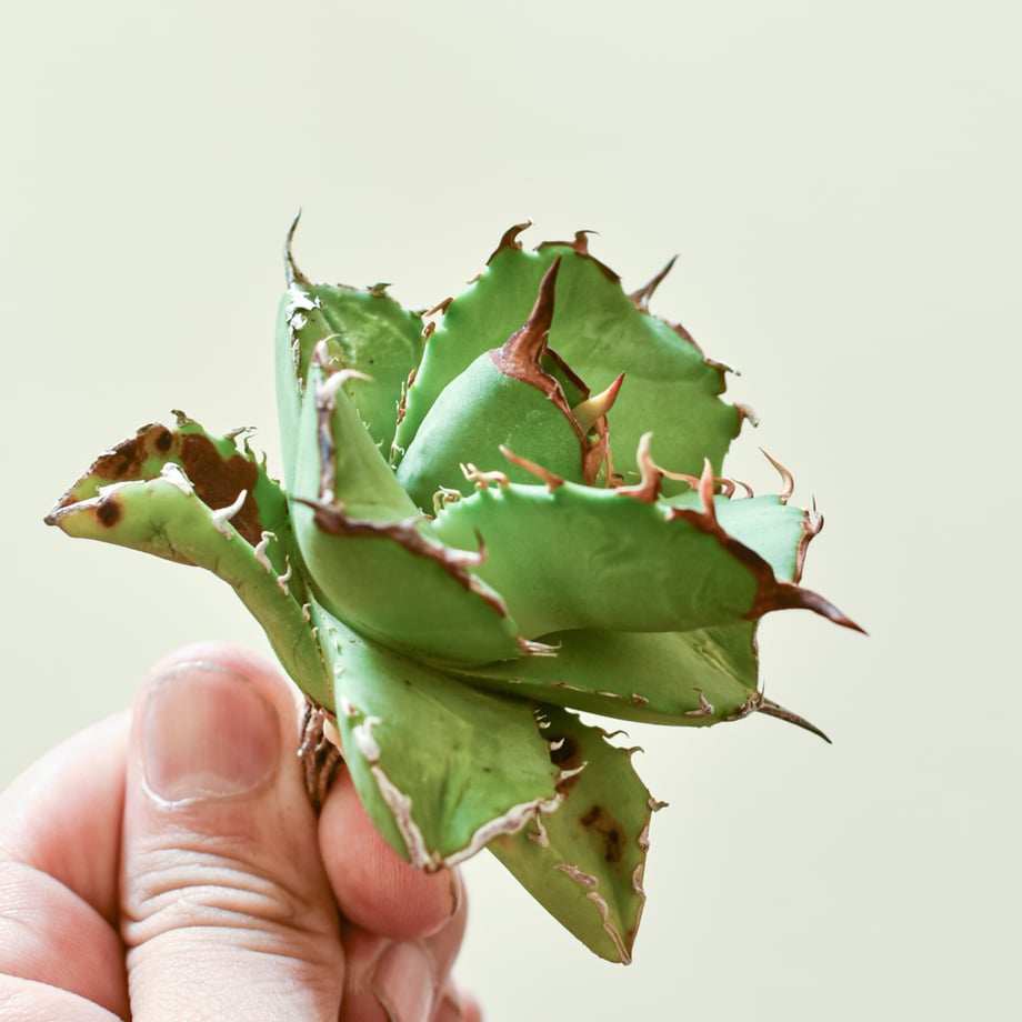 680ae70ece1b814212f04936
