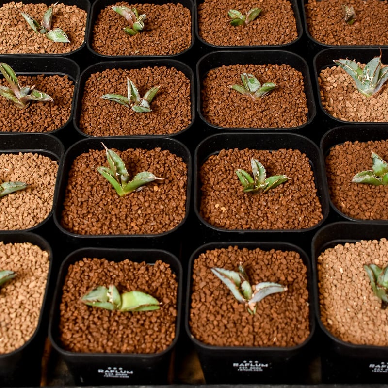 アガベ チタノタ アバランチ 子株 未発根 オテロイ AVALANCHE ①