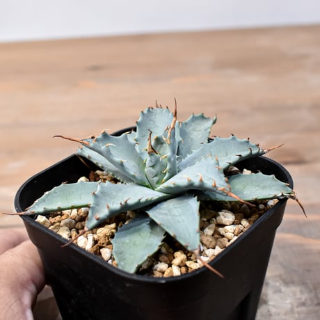 アガベ ハイブリット 日系イシスメンシス×象牙妖炎（陽炎エボリ）【台湾botanical_seeker産】RF25011397