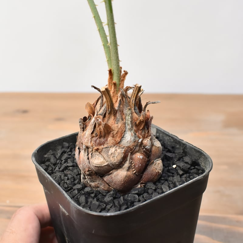 サイカス カイルンシアナ 【実生】RF25011358 | RAFLUM / ラフラム