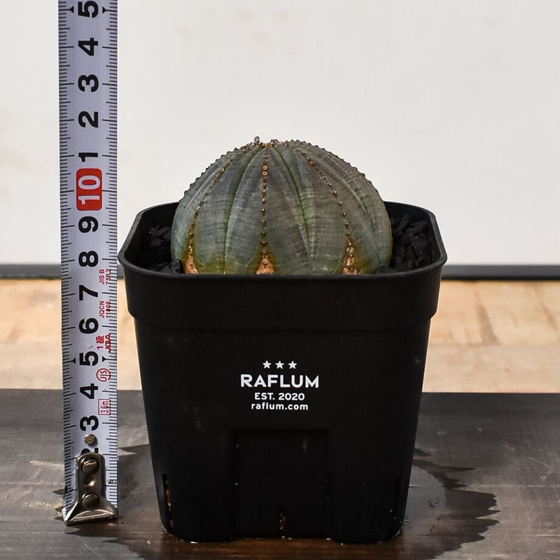 ユーフォルビア オベサ /オールド オベサ （発根済み）RF230387(T