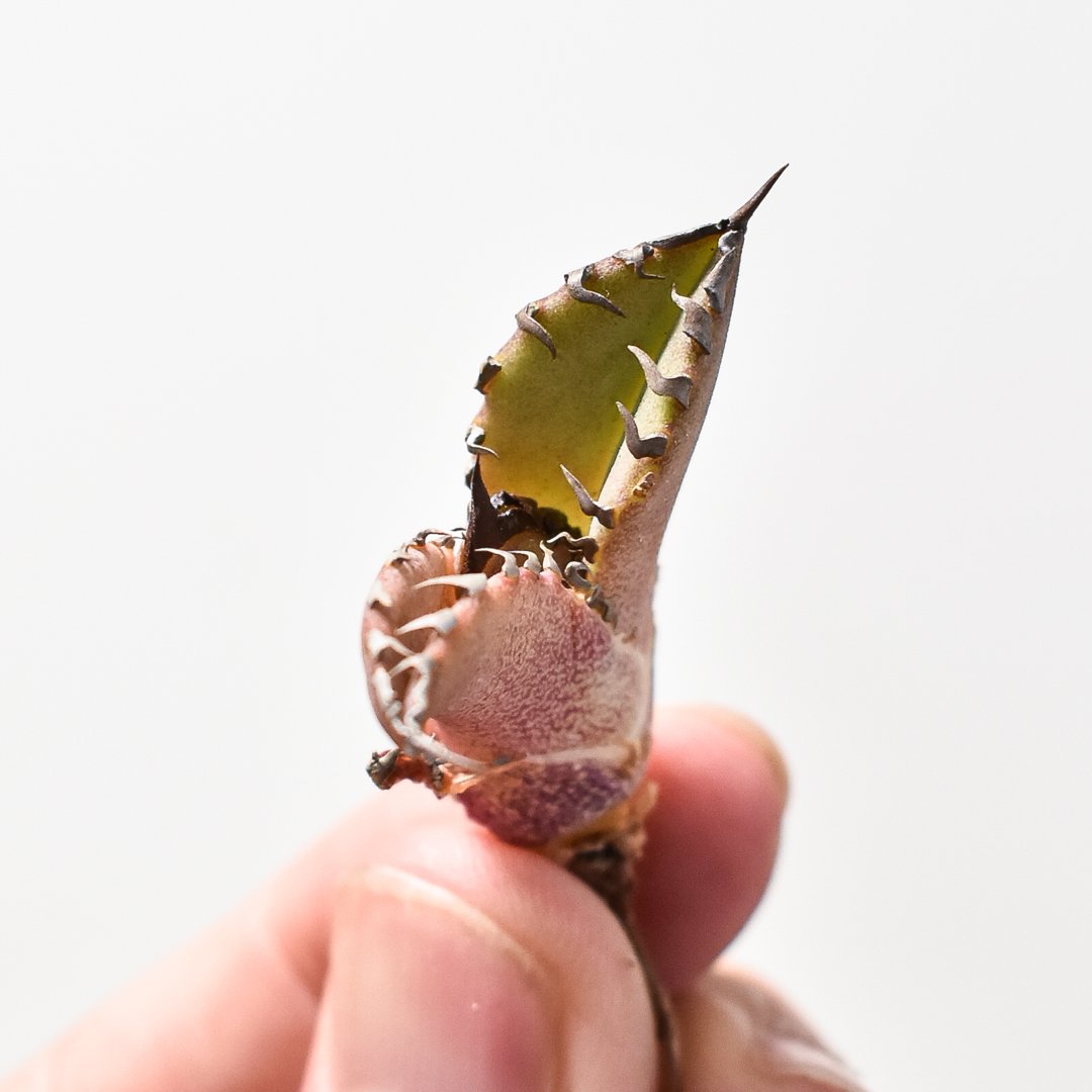 アガベ チタノタ DENNIS040 デニス040 