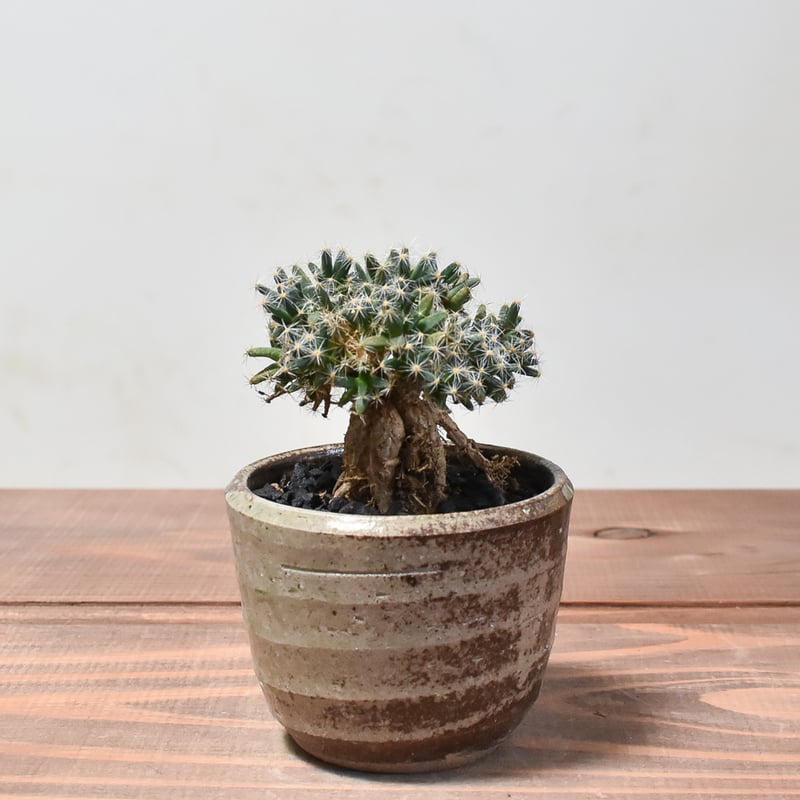 トリコディアデマ デンサム 