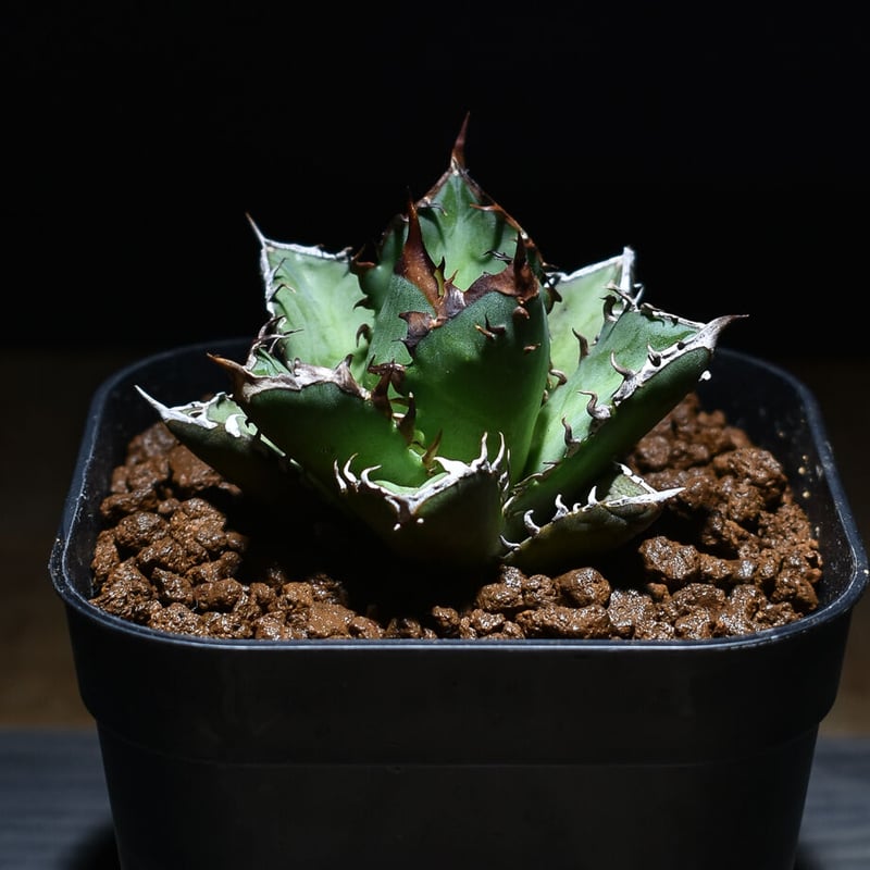 アガベ チタノタ 