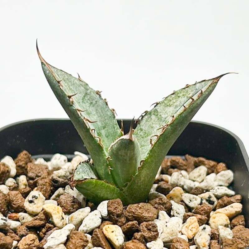 アガベ チタノタ 