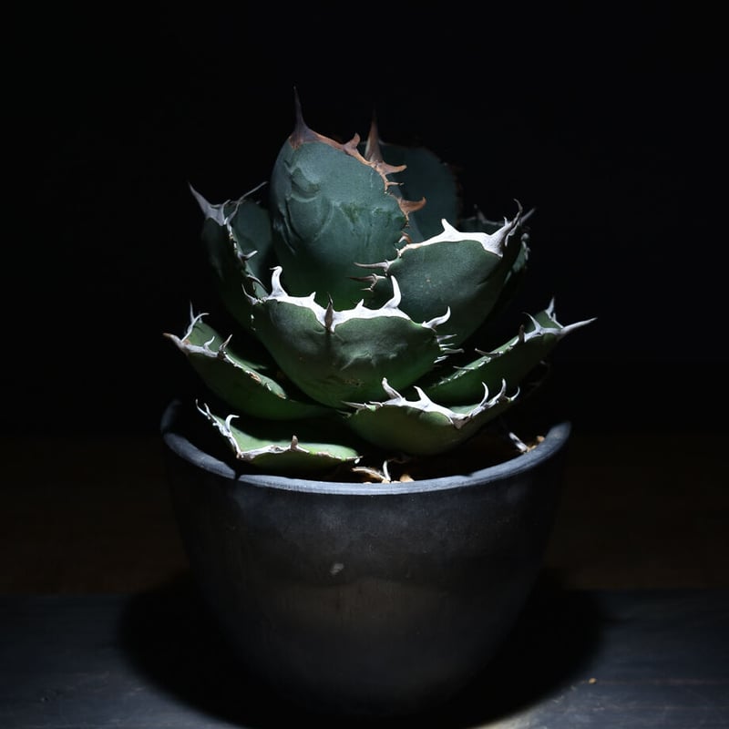 アガベ チタノタ ジャガーノート × FO-76 ハイブリッド (発根済み