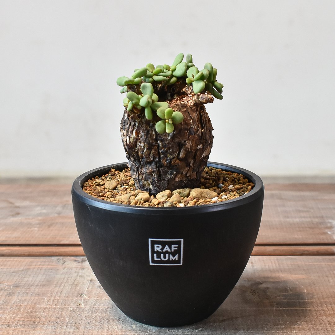 フォロワー200人記念・サービス品】美株！ケラリア・ピグマエア/鉢ごと