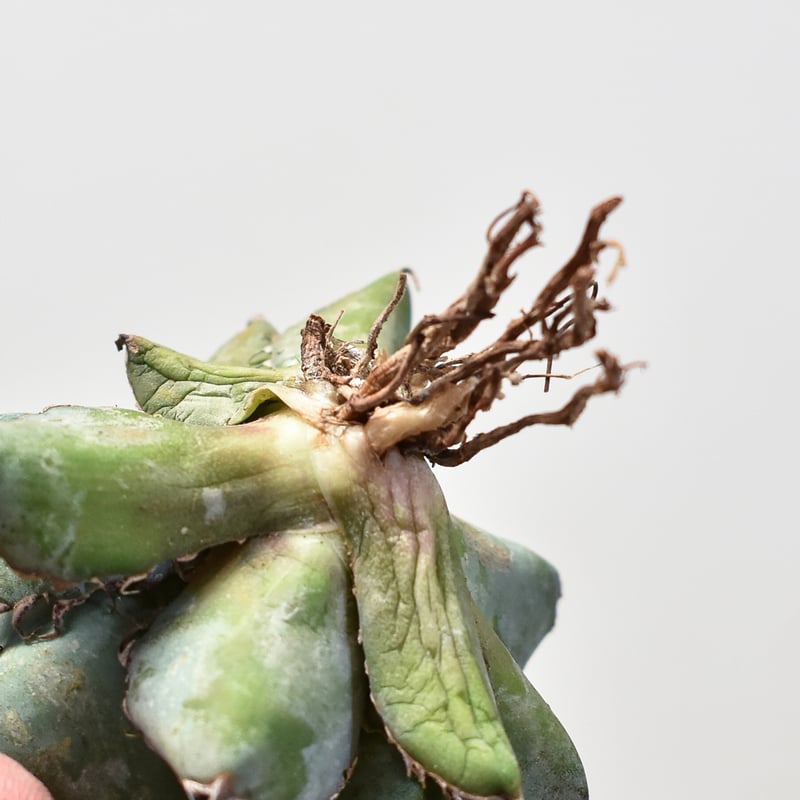 アガベ　DennisB09ダブルヘッド　チタノタ　ブルー　親株販売 アガベ DennisB09ダブルヘッド チタノタ ブルー 親株販売 希少株