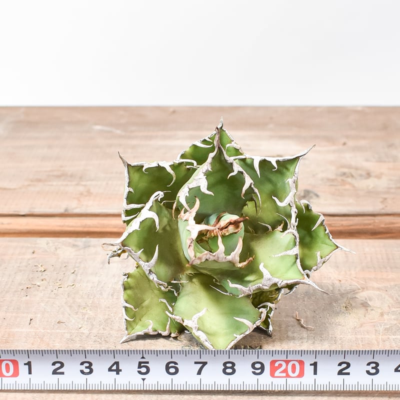 アガベ チタノタ シーザー　抜き苗 アガベチタノタシーザー抜き苗