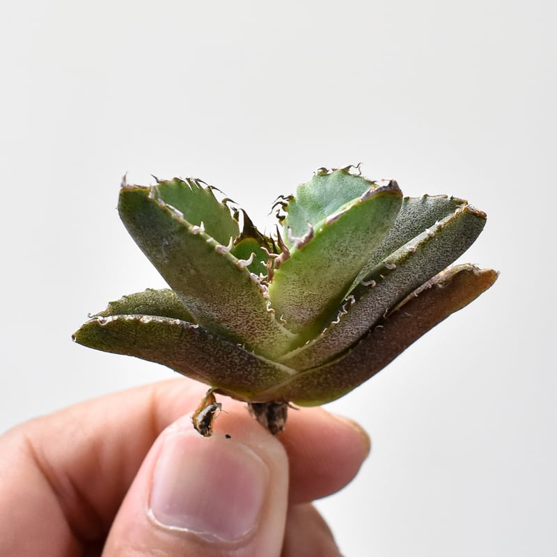 アガベ チタノタ 