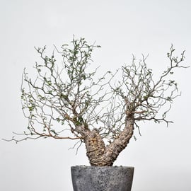 大変希少な美形の2頭パキプス入荷！ | RAFLUM / ラフラム｜東京、大阪