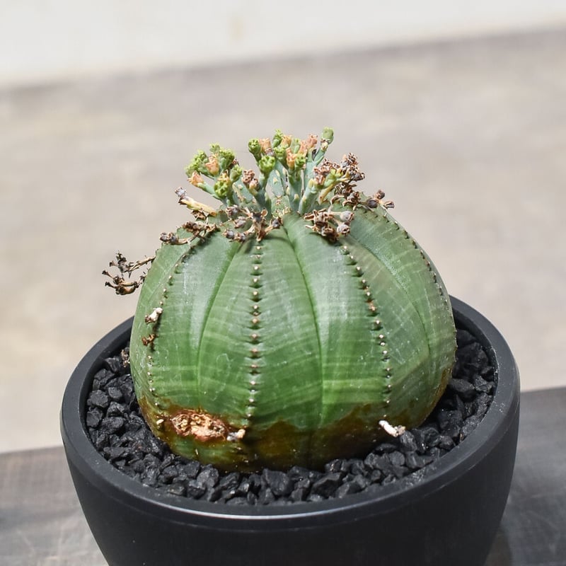 S076 塊根植物 Euphorbia obesaユーフォルビア オベサ 10株 - フラワー