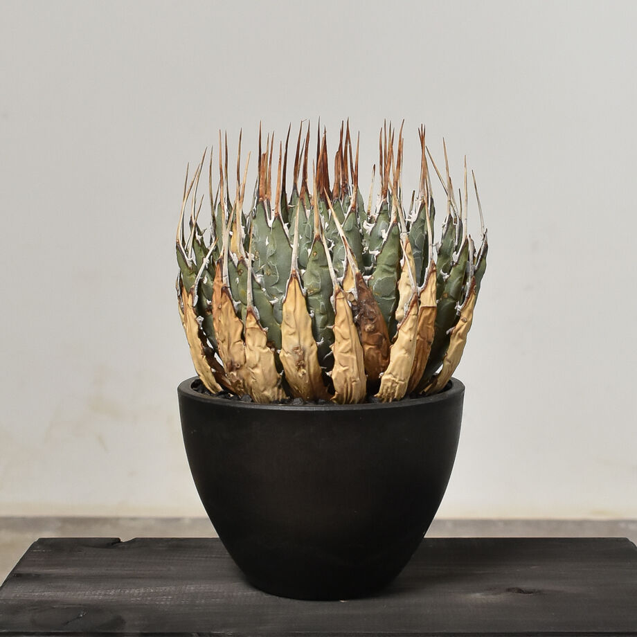 2 アガベ ユタエンシス エボリスピナ 丸型 良型 fit=scale-down,w=1200