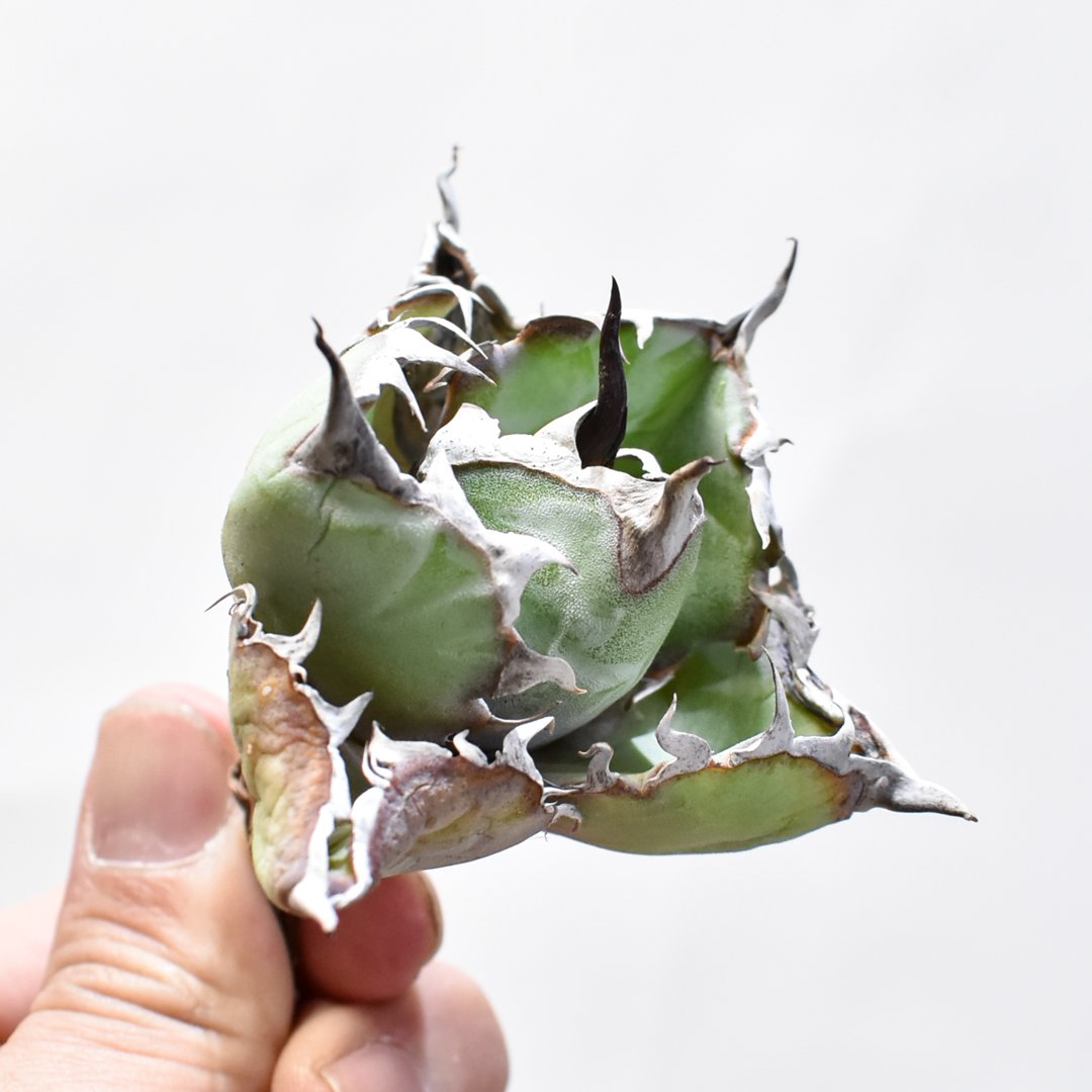 Azemichi BBB 怪獣 アガベ ブツブツ ブラックアンドブルー 【公式通販】