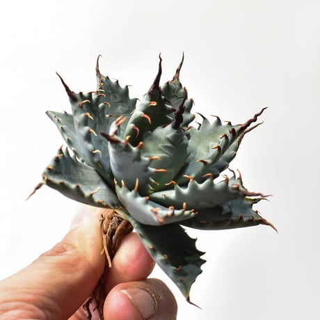 アガベ ハイブリット 特白肌怒雷神×象牙妖炎（陽炎エボリ）【台湾botanical_seeker産/選抜株】RF25011586