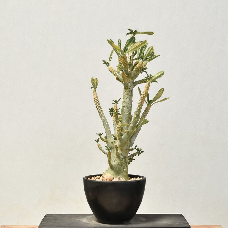 ドルステニア ギガス 発根済み ドルステニア ギガス 発根済み ドルステニア ギガス（発根済み