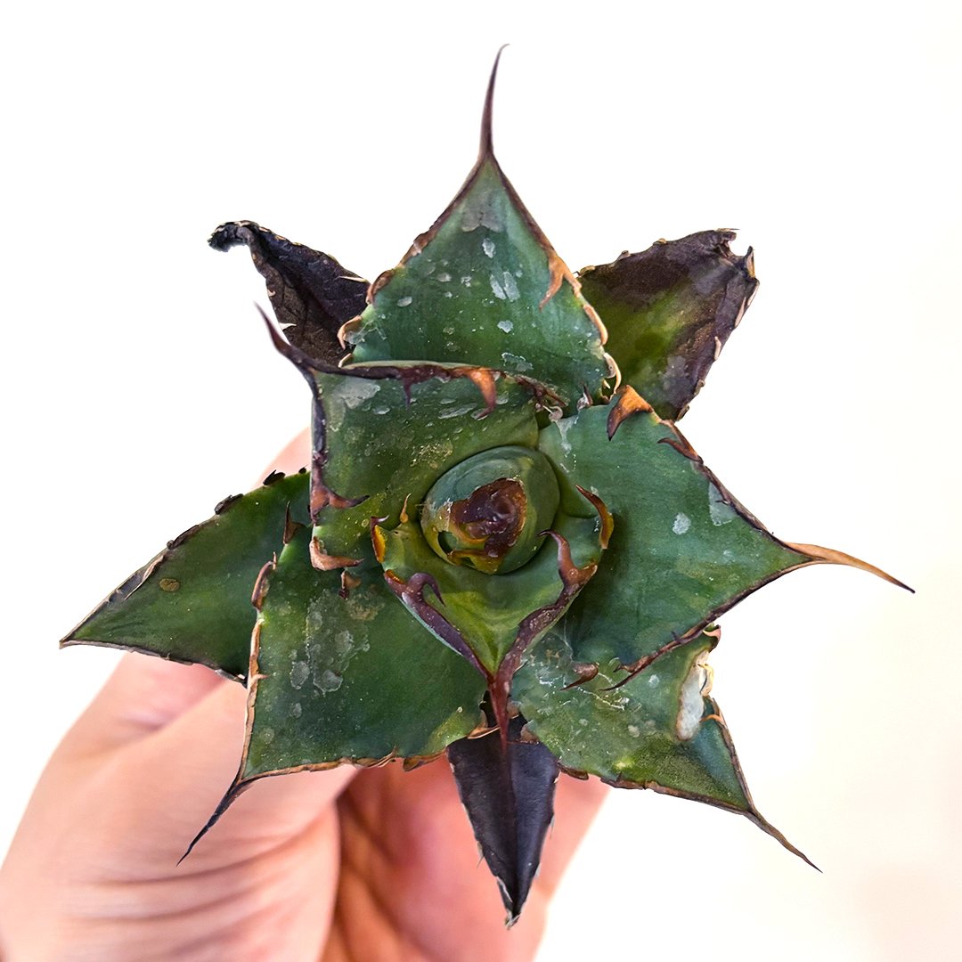 アガベ　チタノタ　黒帝斯　ハデス　doragon agave産 fit=scale-down,w=1200