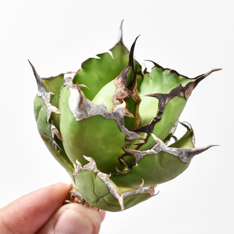 アガベ チタノタ "アングリーハート" 【抜き苗/中株】E NI25010197