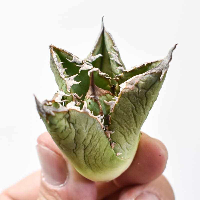 アガベ チタノタ 