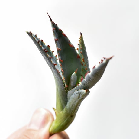 アガベ ハイブリット "A12" (特白肌怒雷神×屈原) 【台湾huplants2010産/髭産/子株販売】RF25011613