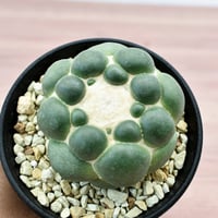 コリファンタ 刺無象牙丸 【カキ仔】RFHK-302